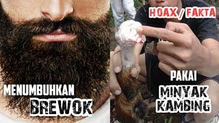 MENUMBUHKAN BREWOK pakai minyak kambing - HOAX / FAKTA