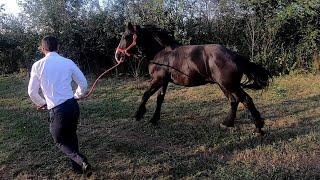ЖЕРЕБЕЦЬ ДАКАР/КОНІ В УКРАЇНІ.