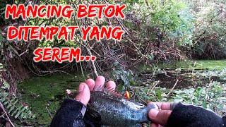 Mancing Betok Hitam Diair Hitam || dapat babon betok dengan joran tegek #andyanglerborneo