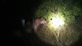 Охота на барсука с лайками