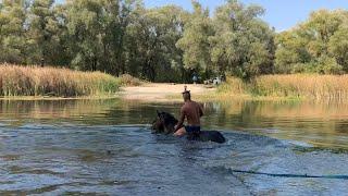 ПРОГУЛКА на лошадях /верховая езда/купание верхом