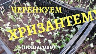 Черенкование хризантемы(пошагово)