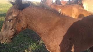 Лошади на границе.घोड़ों.马匹.خيل.馬.