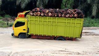 Truk sawit bingung harus pilih jalan yang mana