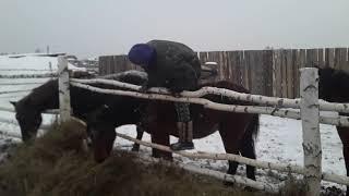 Девушка верхом на необученной лошади,БЕЗ УЗДЫ, ПЕРВЫЙ РАЗ!!!