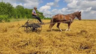Коні в роботі. Ворушіння сіна