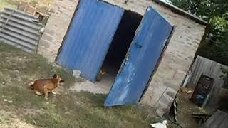 Первый,пробный выезд на Яве.