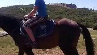 прогулка верхом