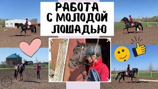 РАБОТА С МОЛОДОЙ ЛОШАДЬЮ