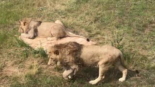 Терпение Султана и Гирея вознаграждены! Тайган. Lions brothers in Crimea!