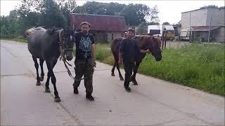 Лошадки дорога