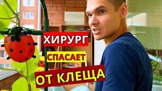ХИРУРГ СПАСАЕТ ОТ КЛЕЩА / Паутинный клещ на огурцах, как бороться