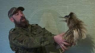 Редкую птицу нашли сотрудники ПКСК в Костанае