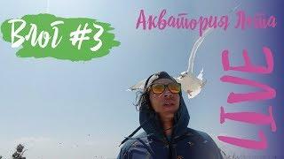 Влог #3: серферы вышли в город в поисках девчонок, Андрея атаковала чайка, поездка на Птичий Остров,