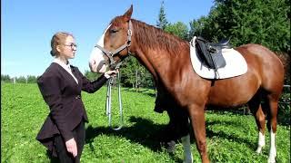 Как седлают лошадь