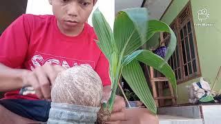 TIPS cara tebas extrim yang benar & aman..