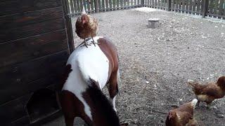 Работа с Конем. Курица Катается на Лошади  / Верховая Езда