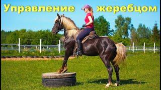 Лошадь не слушается? Во всём "виноват" всадник.