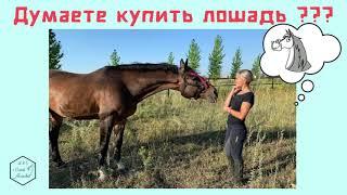 ДУМАЕТЕ КУПИТЬ ЛОШАДЬ???