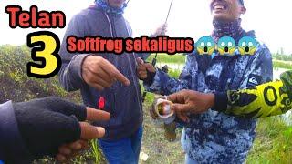 GILAAA!!! REKOR BARU IKAN GABUS PALING GANAS DAN RAKUS