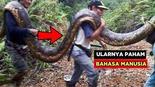 ULAR SILUMAN RAKSASA DITANGKAP Warga Saat Memangsa Jen*z*h Tapi Kejadian Mengerikan Meneror...