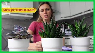 Влог, Артурчик приболел, готовим форель на гриле, растения из Икеа