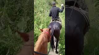 Верхом на лошади