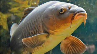 #карп #carp #рыбалка  Кукурузные монстры атакуют и летающие удочки по озеру, хитрая щучка!