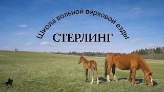 Школа вольной верховой езды в Слободе Германа Стерлигова