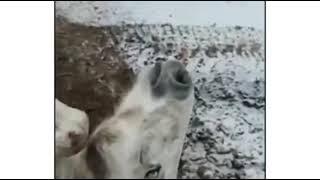 СПАС ЛОШАДКУ☺️