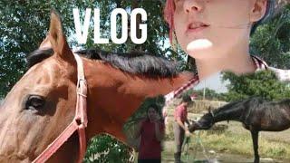 Vlog// гуляем с лошадьми