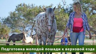 Подготовка молодой лошади к верховой езде