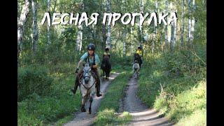 Лесная прогулка
