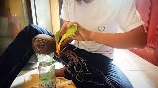 Belajar Sayat Jaring Pelepah / Tapis Bonsai Kelapa Nungging Extrim Kelapa Gading Kuning
