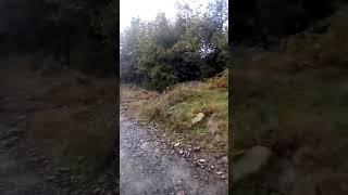 Коні... Прогулянка верхом