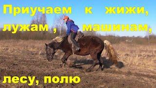 Молодая лошадь. Знакомится со сложным грунтом, лес, поле, лужи.