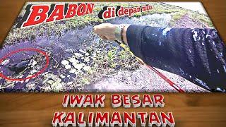 BABON sudah di depan mata!! serunya mancing ikan gabus besar #castingsnakehead