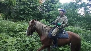 Натаска лаек верхом на лошади.