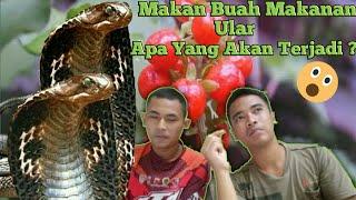 Memakan Makanan Ular Berbisa Goblok Banget