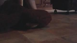MMA