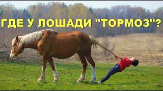Как остановить лошадь?