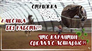 ЧТО БУДЕТ С ЛОШАДЬЮ ЗА 2 МЕСЯЦА КАРАНТИНА?!