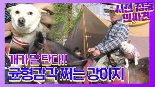 강아지가 말을 탄다고❓❗ 균형감각 대박인 ‘승마견’ 해피!ㅣ순간포착 세상에 이런 일이(Instant Capture)ㅣSBS Story