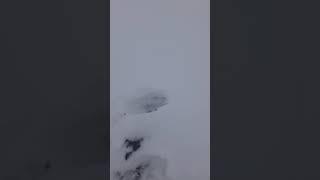 Охота на зайца