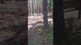 В выходной,по традиции покатушки на велосипеде по Мозырскому лесопарку:)