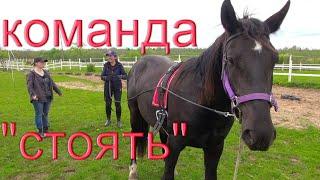 Первые команды на вожжах с молодой лошадью.