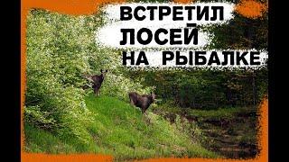 Ловля крупного леща. Щука на фидер. Лоси переплывают реку