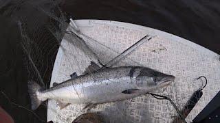 ПРОМЫСЛОВАЯ ЛОВЛЯ СЕМГИ / РЫБАЛКА СЕТЯМИ / Fishing for salmon
