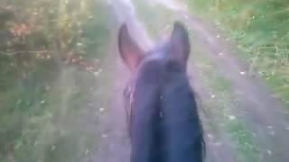 Прогулки верхом