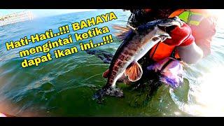 HATI-HATI..!!! BAHAYA MENGINTAI KETIKA KETEMU IKAN INI.!!!